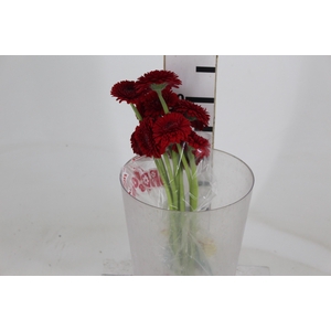 GERBERA BOLERO WINWIN < 050 CM < 10 CM DIAM