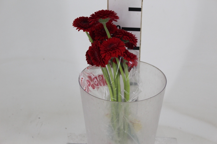 GERBERA BOLERO WINWIN < 050 CM < 10 CM DIAM