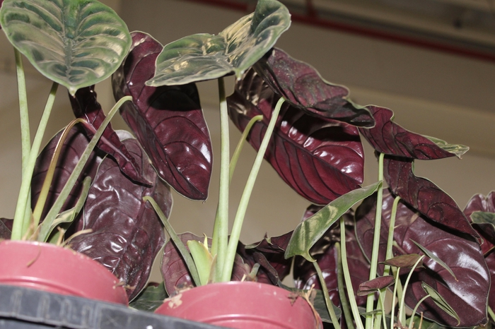 <h4>ALOCASIA CUPREA P12</h4>