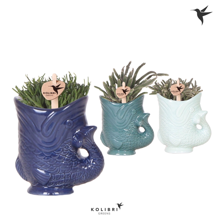 <h4>Kolibri Greens Rhipsalis mix in Fish pot blue mix</h4>