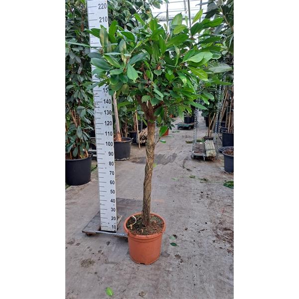 <h4>Cyathistipula stam 200</h4>