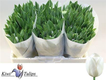 <h4>Tu En Royal Virgin</h4>