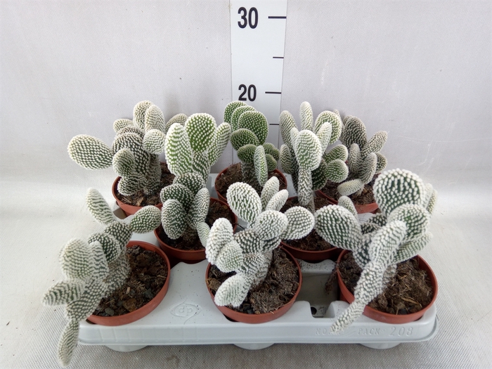 <h4>Opuntia microdasys 'Albispina'</h4>