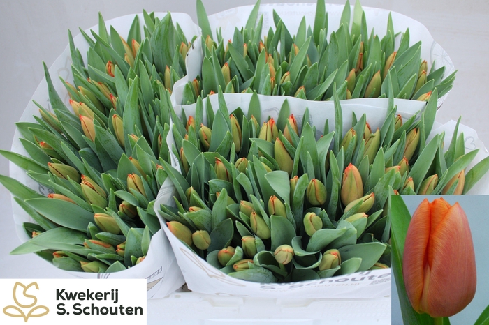 <h4>TU EN ORAN WESTFRIS</h4>