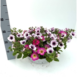 PERKPL GEM IN POT