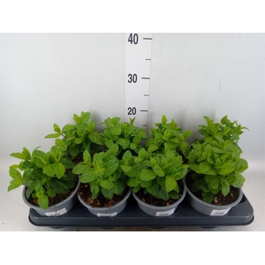 Mentha spicata