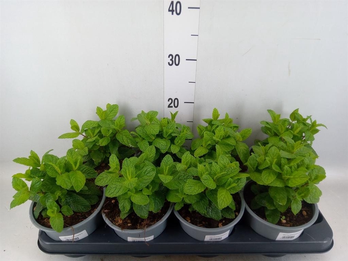<h4>Mentha spicata</h4>