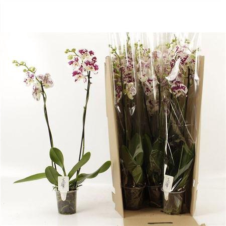 <h4>Phal An Marrakesh 2 Branches 18+</h4>