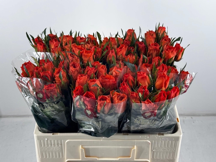 <h4>R GR GARFIELD+</h4>