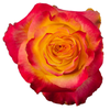 R Gr Newsflash Bicolor 50cm EC