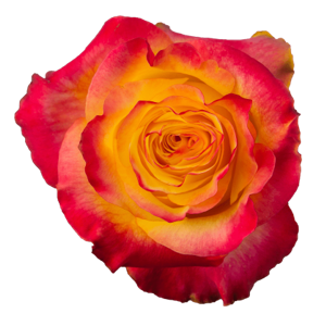 R Gr Newsflash Bicolor 50cm EC