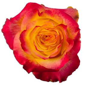 R Gr Newsflash Bicolor 50cm EC