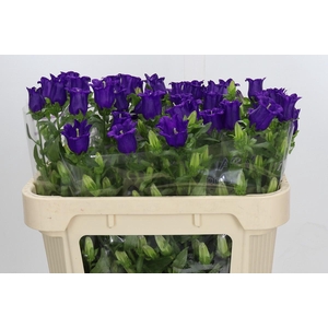 Campanula Medium Champion Blue