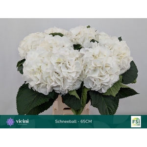 HYDR M SCHNEEBALL