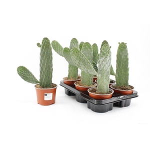 OPUNTIA
