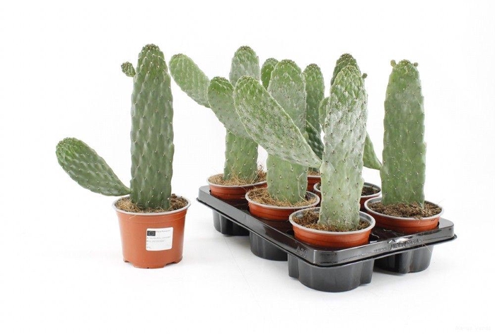 <h4>Opuntia</h4>