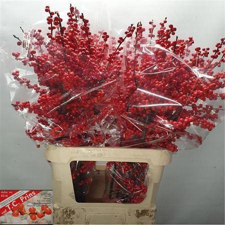 <h4>Ilex Ve Rode Bes</h4>