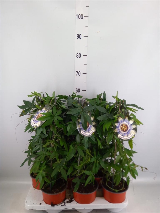 <h4>Passiflora caerul.</h4>