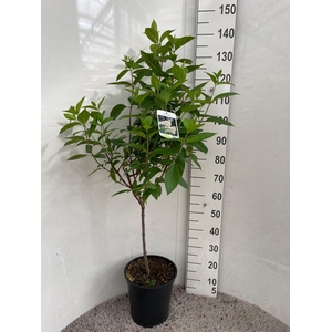 HYDR PA GRANDIFLORA