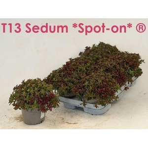 SEDUM SPU SPOT D ROS