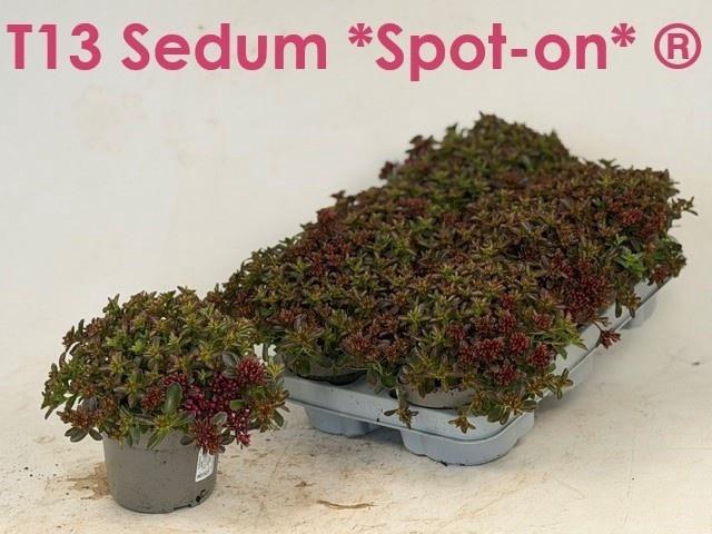 <h4>SEDUM SPU SPOT D ROS</h4>