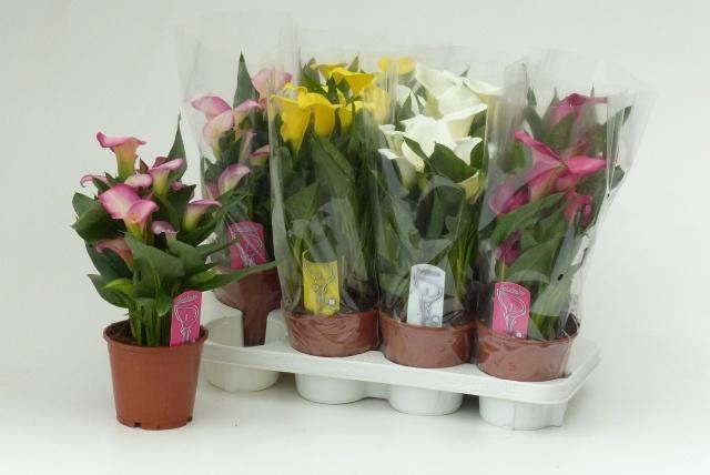 <h4>ZANT GEM 4 KL</h4>