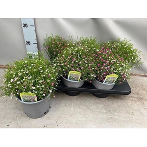 GYPS MURALIS GEM POT