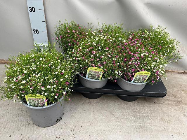 <h4>GYPS MURALIS GEM POT</h4>