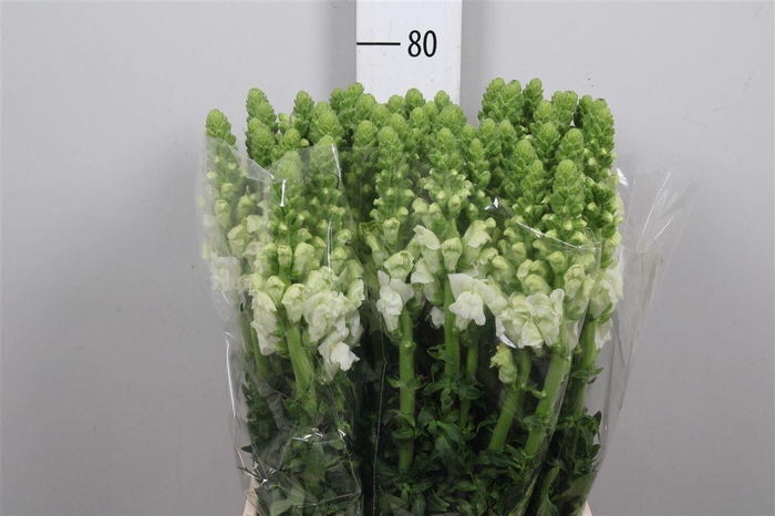 <h4>Antir Poto White</h4>