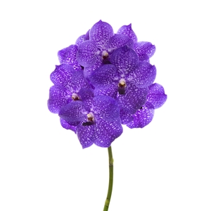 Vanda Violet Blue 83