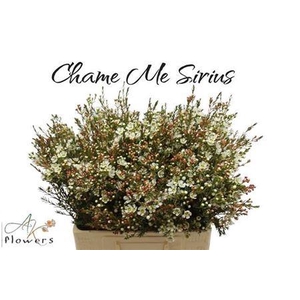 CHAME ME SIRIUS ANGEBOT