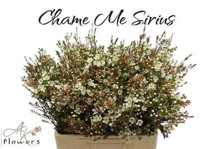 <h4>CHAME ME SIRIUS ANGEBOT</h4>