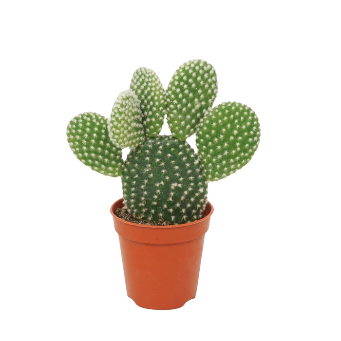 <h4>Opuntia microdasys 'Albispina'</h4>