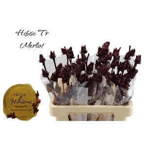 Hibis Tr Merlot