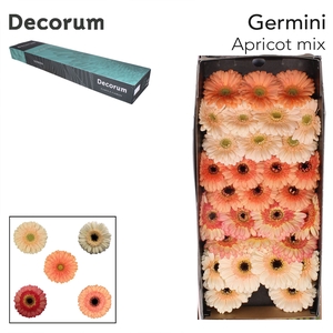 Germini Mix Apricot Doos