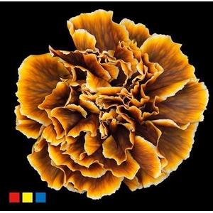 Dianthus St Gothic Yellow