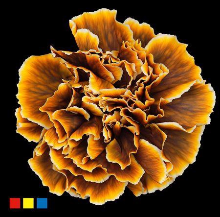 <h4>Dianthus St Gothic Yellow</h4>