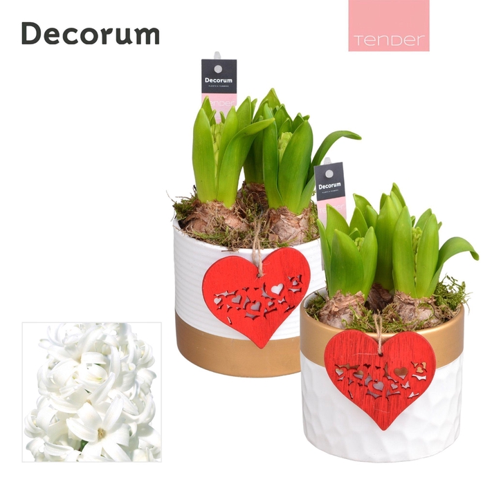 <h4>Hyacint Wit Goud Keramiek HL13224WP [TENDER]</h4>