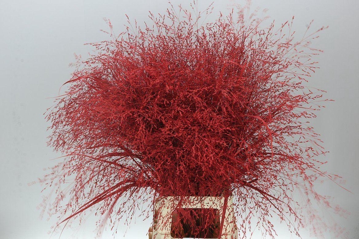 <h4>Panicum Painted Red</h4>