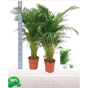 DYPSIS LUTESCENS