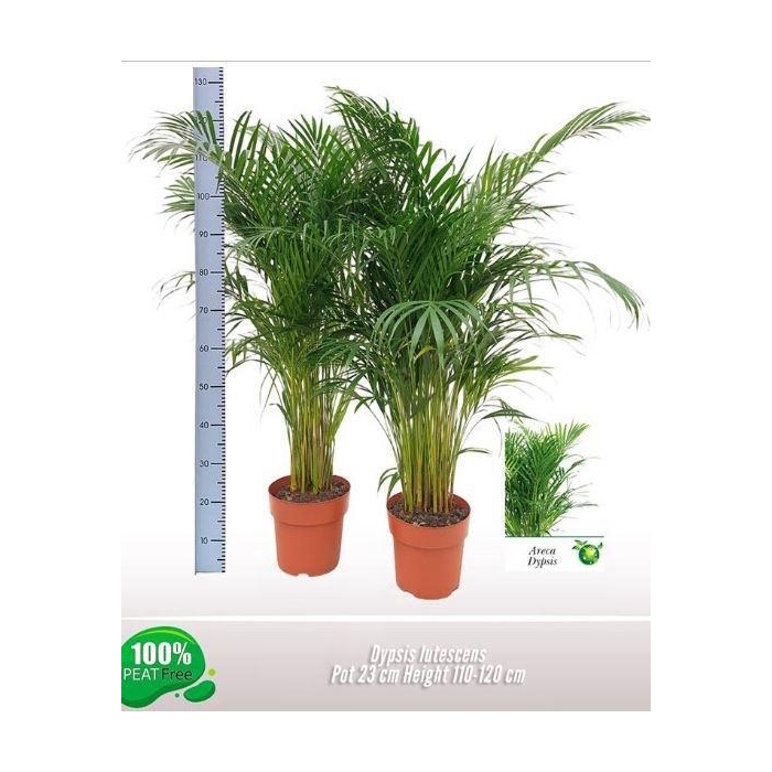 <h4>DYPSIS LUTESCENS</h4>