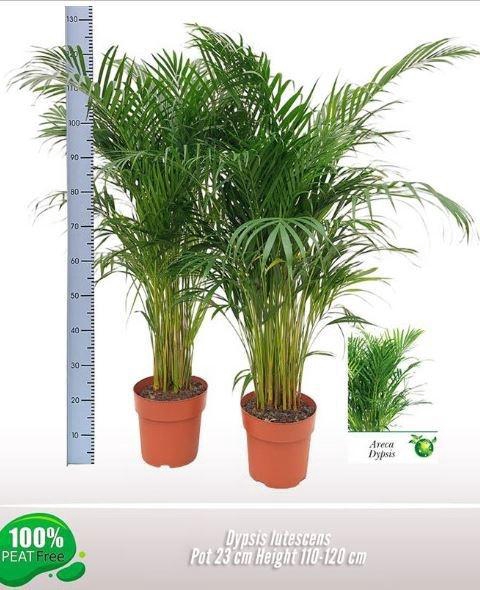 <h4>DYPSIS LUTESCENS</h4>