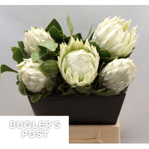 Protea cynaroides Ayoba Arctic Ice