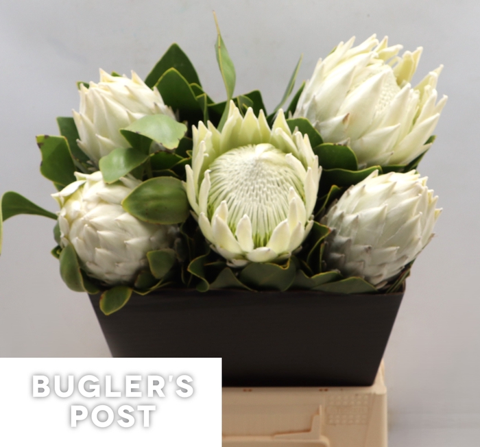 <h4>Protea cynaroides Ayoba Arctic Ice</h4>