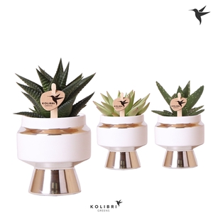 Kolibri Greens Succulenten mix in Le Chic pot silver