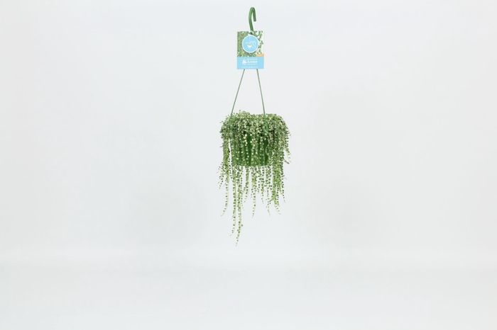 <h4>HangonGreen Senecio Rowleyanus Variegata 14 cm</h4>