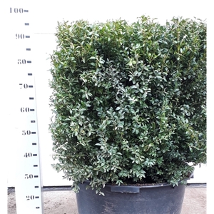 Buxus sempervirens kubus 60cm