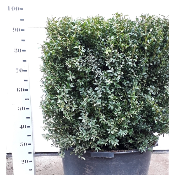 <h4>Buxus sempervirens kubus 60cm</h4>