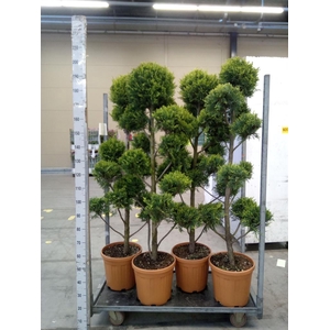 xCupressocyparis ley.   ...