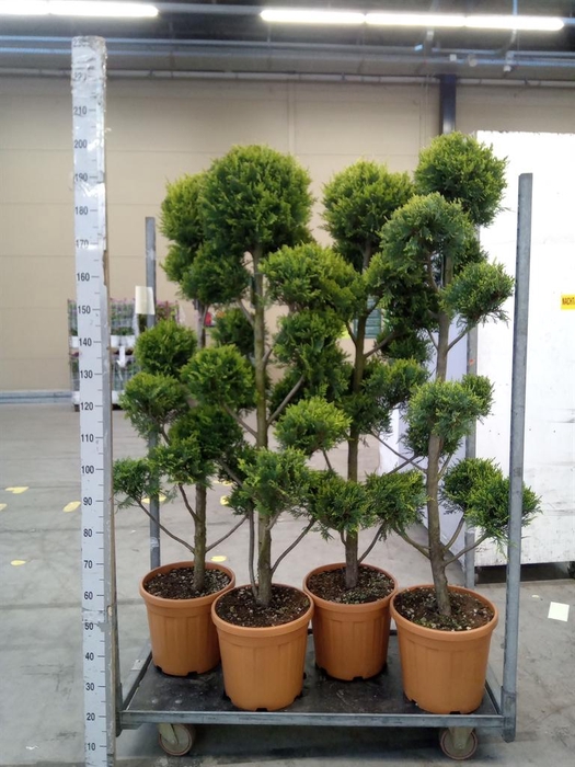 <h4>xCupressocyparis ley.   ...</h4>